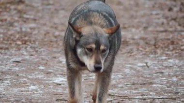 Zavallı terk edilmiş köpekler yiyecek gibi görünüyor. Üzgün evsiz hayvan yürüyüşü. Pis sokak köpekleri yemek ister. Yalnız, zavallı serseri, parkta ağır çekimde dolaşıyor. Vahşi bir it kumsalda dolaşıyor. Hayvan bakımı. Sevimli, hasta bir köpek. Dışarıda güzel bir köpek koşusu.