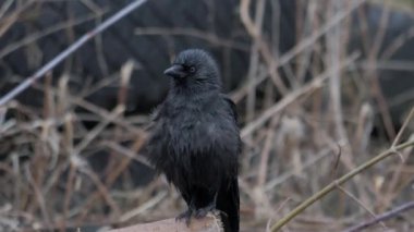 Bir karga ya da Corvus corax gagasıyla çimenlerde yiyecek arar. - Evet. Yüksek kalite 4k görüntü