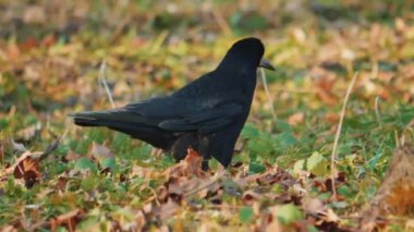 Yaygın kuzgunlar çayırda hayvan yemi yerler. Yüksek kalite 4k görüntü
