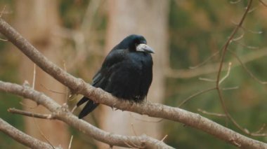 Bir karga ya da Corvus corax gagasıyla çimenlerde yiyecek arar. - Evet. Yüksek kalite 4k görüntü