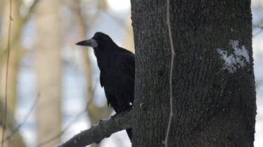 Bir karga ya da Corvus corax gagasıyla çimenlerde yiyecek arar. - Evet. Yüksek kalite 4k görüntü