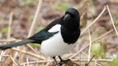 Oryantal Saksağan Robin, Copsychus Saularis, orman parkındaki ağaç dalına tünemiş, uzun kuyruklu belirgin bir siyah beyaz kuş genellikle yerde zıpladığında dik durur, doğa günbatımı Bokeh