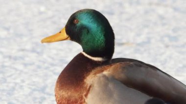 Göz kamaştırıcı ve büyüleyici erkek bir Mallard ördeği canlı renklerle süslenmiş güzel bir kar yüzeyinde zarifçe poz verir.