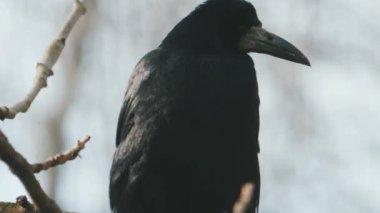 Yaygın kuzgunlar çayırda hayvan yemi yerler. Yüksek kalite 4k görüntü