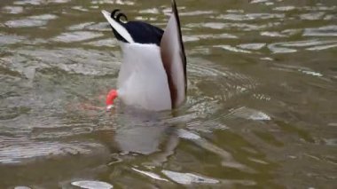 Çarpıcı, renkli bir ördek kafasını berrak suya daldırırken etkin bir şekilde yiyecek arıyor.
