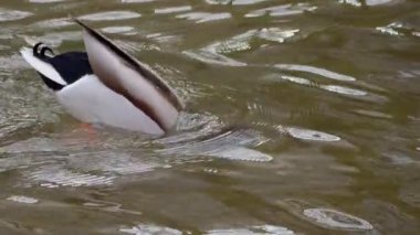 Çarpıcı, renkli bir ördek kafasını berrak suya daldırırken etkin bir şekilde yiyecek arıyor.