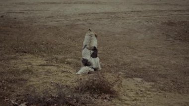 Evsiz bir köpek sahilde oturur. Yüksek kalite 4k görüntü