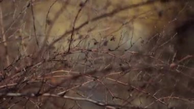 Dallardan, dallardan ve yapraklardan oluşan yoğun bir düzen vahşi doğada güzel bir doğal zemin oluşturuyor.