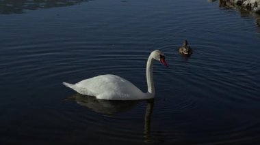 Durgun sularda süzülen bir kuğunun sakin bir sahnesi nefes kesen görkeminin özünü gözler önüne seriyor.