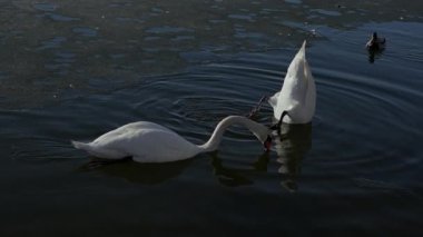 İki zarif kuğu huzur dolu bir gölette huzur içinde yüzüyor ve süzülüyorlar.