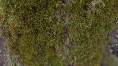 Bu yakın plan fotoğraf, ağaç kabuğunda yetişen canlı yeşil yosunları doğal ortamda yakalar.