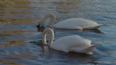Sakin sularda süzülen iki zarif kuğu sükunetin ve güzelliğin çarpıcı bir yansımasını yaratıyor.
