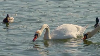 Zarif kuğular ve canlı ördekler sakin sularda yüzerken boş zamanlarında keyifleniyorlar.