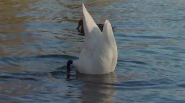 Sakin sularda süzülen iki zarif kuğu sükunetin ve güzelliğin çarpıcı bir yansımasını yaratıyor.