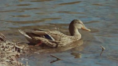 Kış güzelliğindeki kısmen donmuş bir gölün üzerinde zahmetsizce süzülen bir ördeğin güzel sakin bir sahnesi.