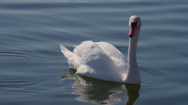 Huzurlu ve zarif beyaz bir kuğu huzurlu sularda süzülüyor, doğanın güzelliğini gösteriyor.