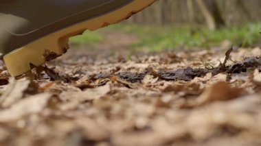 Rengarenk yapraklar ve sakin çevrelerle kaplı dolambaçlı bir orman yolunun güzelliğini yakalıyorum.