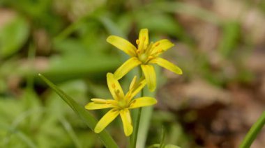 Güzel sarı kır çiçekleri yemyeşil ortamda güzel bir şekilde açıyor, doğa aşıkları için mükemmel bir sahne yaratıyor.