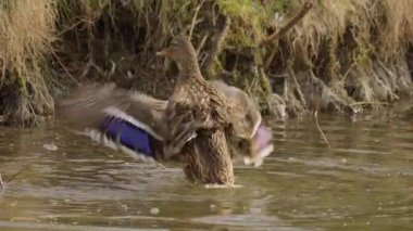 Sakin sularda süzülen ördekler zarafetlerini ve büyüleyici davranışlarını sergilerler.