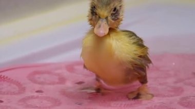 Küçük sevimli bir ördek yavrusu tatlı maskaralıkları ve neşeli ruhuyla mutlulukla suyun tadını çıkarıyor.