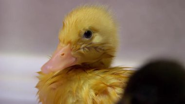 Sevimli küçük sarı ördek yavrusu, tüylü özelliklerini ve şakacı doğasını sergileyerek banyodan zevk alır.