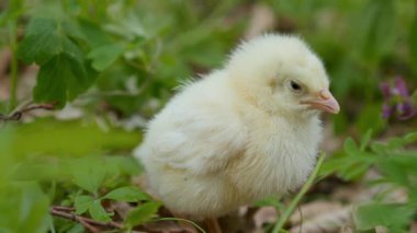 Şirin pofuduk bir yavru, doğal içerik için mükemmel yeşil çevresini neşeyle keşfeder.