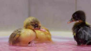 Ördekler neşeyle sıçrayıp canlı pembe sularda oynuyorlar. Neşeli doğalarını sergiliyorlar.