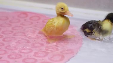 Ördekler neşeyle sıçrayıp canlı pembe sularda oynuyorlar. Neşeli doğalarını sergiliyorlar.