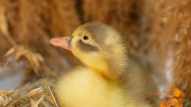 Doğal ortamında dinlenen sevimli bir ördek yavrusu yumuşak tüyler sergiliyor ve tuhaf bir ifade takınıyor.