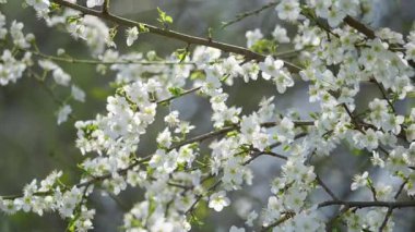 Çiçek açan kiraz çiçeklerinin canlı ve renkli bir görüntüsü, baharın özünü güzel bir şekilde kutluyor.