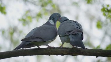 İki kuş bir dalda hassas bir anı paylaşıyor. Doğaları gereği güzelliklerini ve uyumlarını sergiliyorlar.