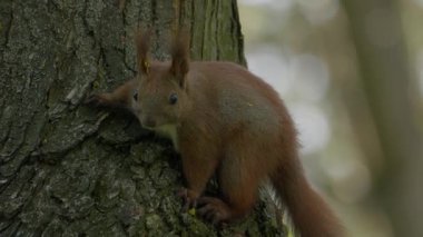 Meraklı bir sincap çevikliğini ve doğanın doğal güzelliğini gösteren uzun bir ağaç gövdesini keşfeder.