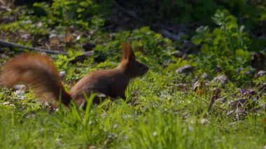 Enerjik sincaplar yeşil çimenlerin üzerinde koşar, vahşi doğadaki sevimli ve eğlenceli anlarını sergilerler.