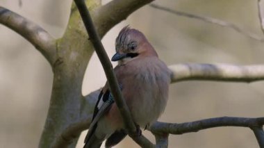 Canlı bir kuş huzur içinde bir dala uzanır, doğal güzellikleriyle büyüleyici renkli tüylerini sergiler.