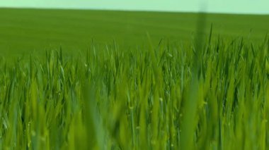 Bereketli yeşil buğday tarlasının dingin ve canlı görüntüsü ılık meltemde usulca sallanıyor.