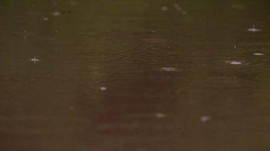 Sakin bir su yüzeyinde dalgalanmalar oluşturan yağmur damlalarının sakin görüntüsü barışı ve güzelliği çağrıştırıyor..