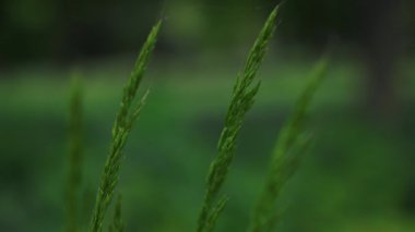 Sıcak yaz esintisinde sallanan canlı yeşil çimenlerin sakin bir yakın çekimi, sükunet yaratır.