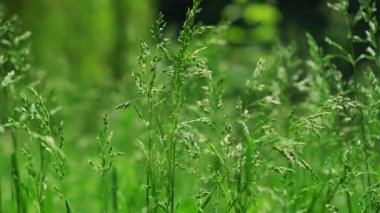 Ilık güneş ışığı altında hafif esintide sallanan yemyeşil çimenlerin hareketli genişliği sükuneti sergiliyor.