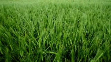 Canlı yeşil pirinç tarlalarının nefes kesici yakın görüntüsü yumuşak meltemde güzellikle sallanıyor.