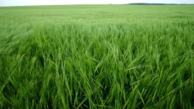 Sersemletici görüntüler, rüzgarda sallanan yemyeşil buğday tarlasını yakalıyor, inanılmaz güzellikler sergiliyor.