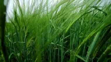 Rüzgarda sallanan canlı bir buğday tarlası kasvetli bir gökyüzünün altında, doğanın çarpıcı güzelliğini gösteriyor.