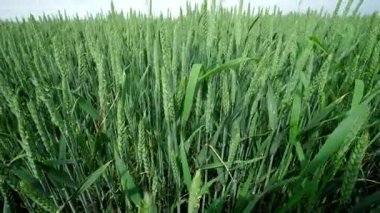 Erken büyüyen canlı bir yeşil buğday tarlası, sağlıklı ürün gelişimi ve genel canlılık gösteriyor.