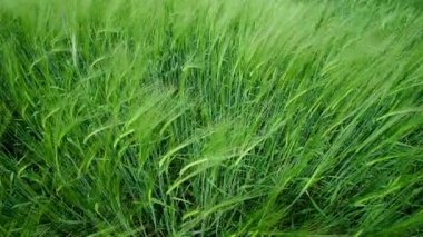 Yumuşak meltemde sallanan yemyeşil çimlerin canlı görüntüsü doğanın ihtişamını güzelce gözler önüne seriyor.