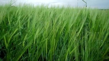 Canlı yeşil bir tarla, uzun çimenler bulutlu gri gökyüzünün altında serinletici rüzgarda yavaşça sallanıyor.