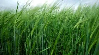Canlı yeşil arpa dalgaları bulutlu ve bulutlu bir gökyüzünün altında serin meltemde hafifçe sallanıyor.