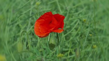 Büyüleyici derecede canlı kırmızı bir gelincik çiçek açan bir tarlanın yemyeşil zeminine karşı güzel bir şekilde duruyor.