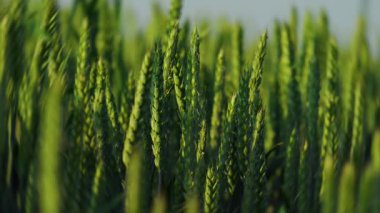 Canlı yeşil buğday bitkilerinin çarpıcı yakın çekim görüntüsü narin, sakin meltemde zarifçe sallanıyor.