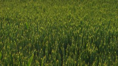 Berrak, canlı bir pirinç tarlasının huzurlu manzarası, gün batımındaki güzellikleri gözler önüne seriyor.