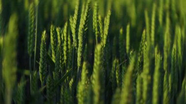 Canlı yeşil buğday bitkilerinin çarpıcı yakın çekim görüntüsü narin, sakin meltemde zarifçe sallanıyor.