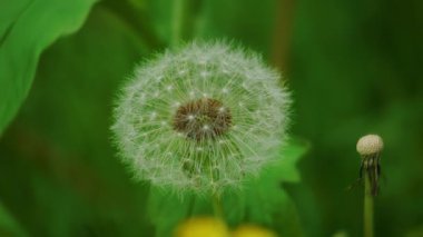 Bir karahindiba tohumu kafasının güzel bir yakın çekimi doğanın karmaşık ve hassas tasarımını gözler önüne seriyor.